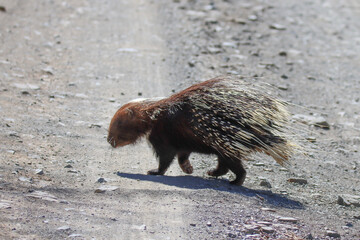 Mountain Zebra National Park, South Africa: porcupine