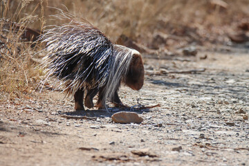 Mountain Zebra National Park, South Africa: porcupine