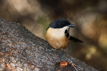 Mountain Zebra National Park, South Africa: Southern boubou
