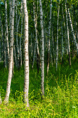 Fototapeta premium Inside view of a white birch forest during summer time.