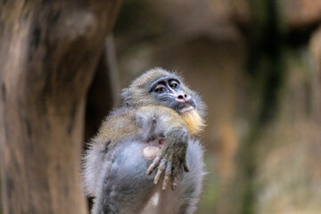Funny monkey face with bokeh background.
