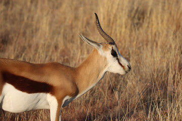 Mountain Zebra National Park, South Africa: one horned Springbok ram probably lost one in a fight over mating rights