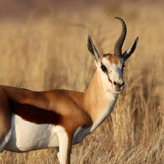 Mountain Zebra National Park, South Africa: one horned Springbok ram probably lost one in a fight over mating rights