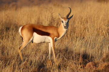 Mountain Zebra National Park, South Africa: one horned Springbok ram probably lost one in a fight over mating rights