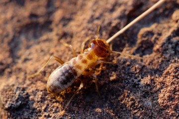 Mountain Zebra National Park, South Africa: Termites at nest