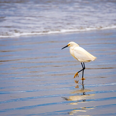 Egrets on Pacific shore
