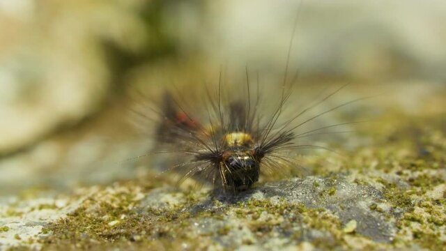 A very hairy caterpillar crowls on the stone ground outdoors
