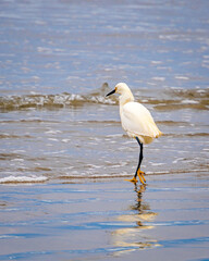 Egrets on Pacific shore
