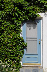 Lush overgrown ivy covering wall and closed blue screen door