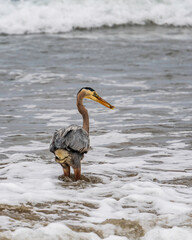 California Great Herons
