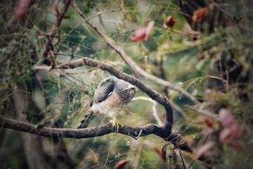 Shikra in a perch