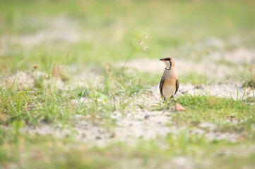 Bird'd eye view of Pratincole 