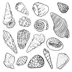Set with hand drawn shells. Isolated on white background. Vector illustration. Stickers, card, poster clip-arts. Paper, textile design. Underwater, sea, ocean, marine, mollusk, spiral, tropical.