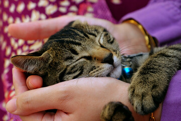 Macro shot of kitten