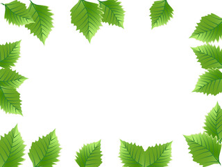 Green leaves isolate on white background. Copy space for your text, business,card. 