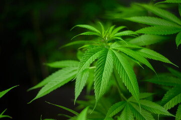 Cannabis leaf plant growing on a hemp farm, medical and biology concept