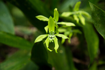 Orquídea de Colombia
