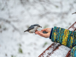 The Eurasian nuthatch sits on boy's hand