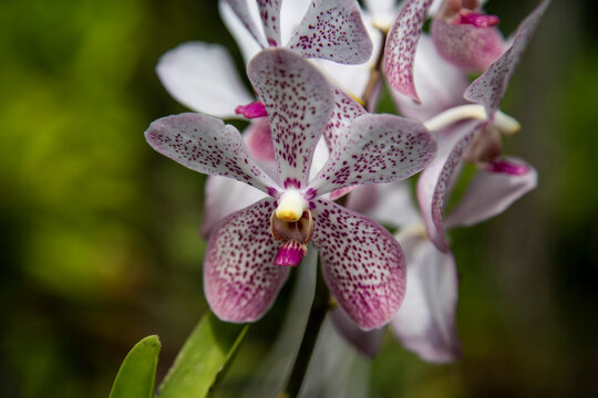 Orqu&iacute;deas de Colombia