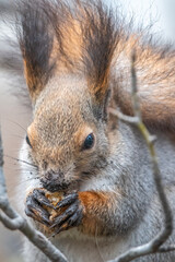 Obraz premium The squirrel with nut sits on tree in the winter or autumn. Eurasian red squirrel, Sciurus vulgaris.