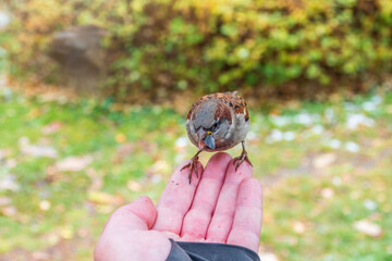 A sparrow sits on a man's hand and eats seeds.