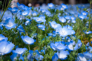 nemophila at the park