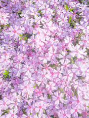 Moss phlox