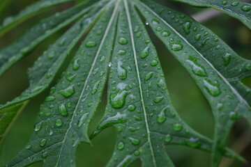 rain drops on a leaf