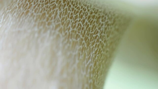 The closer look of the stalk of the summer cep mushroom in the forest in Estonia