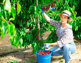 Fototapeta premium Portrait of woman working in farm orchard during summer harvest time, picking fresh ripe sweet cherries