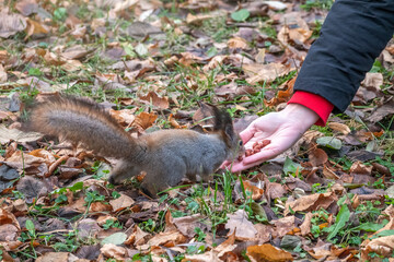 Girl feeds a squirrel with nuts in an autumn park.