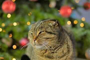  Cat and winter holidays. Christmas for pets.Christmas time. Scottish Fold Tabby Cat on Christmas tree  background.