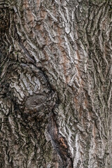 Texture of the bark of old maple tree. Cracked bark, embossed texture of the maple