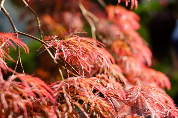 Naklejka premium ベニシダレモミジ 紅枝垂れ紅葉