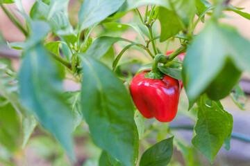 家庭菜園の赤パプリカ