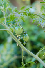 未熟な家庭菜園のプチトマト