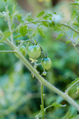 未熟な家庭菜園のプチトマト