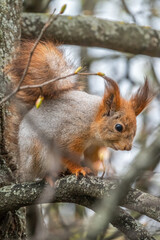 The squirrel with nut sits on a branches in the spring or summer.