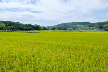 水田が広がる農村の風景　京都府木津川市