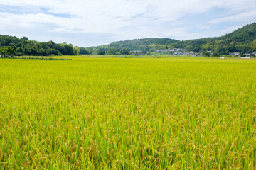 水田が広がる農村の風景　京都府木津川市