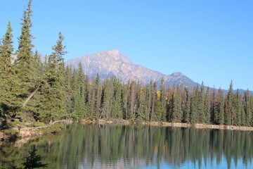 Mountain Over The Trees, Jasper National Park, Alberta