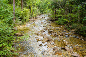 夏の渓流　信州　長野　赤沢自然休養林