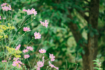 自然の中のコスモス