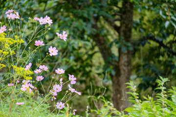 自然の中のコスモス