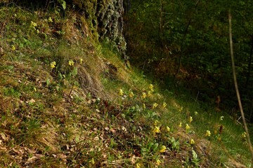 Plant cowslip - Primula veris - with yellow flowers on a grassy slope, spring nature