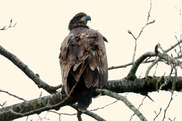 Bald Eagle Juvenile 
