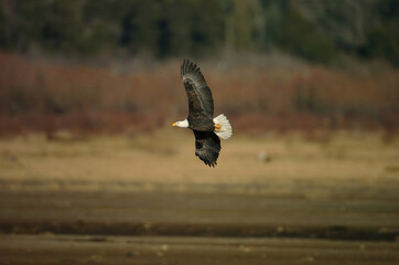 eagle in flight