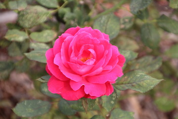 Rose In Bloom, U of A Botanic Gardens, Devon, Alberta