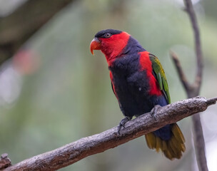 beautiful and colorful bird sitting in the branch with bokeh background.