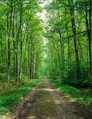 Fototapeta na wymiar フランス　森の中に一本の道